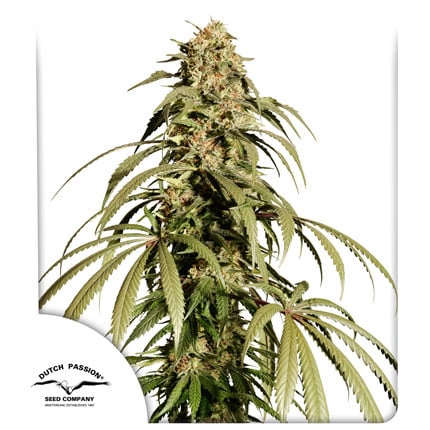 Ice Cream Haze Fem x3