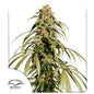 Ice Cream Haze Fem x3