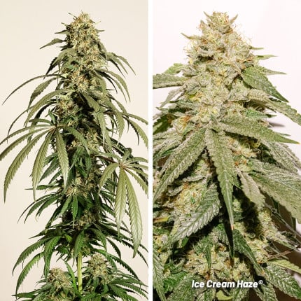 Ice Cream Haze Fem x3