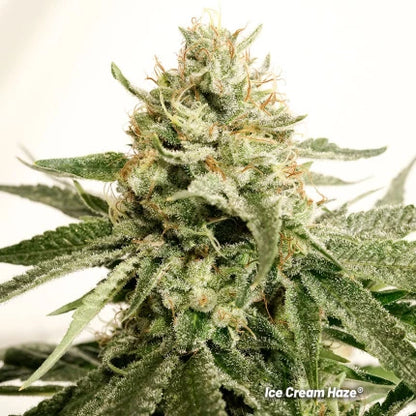 Ice Cream Haze Fem x3