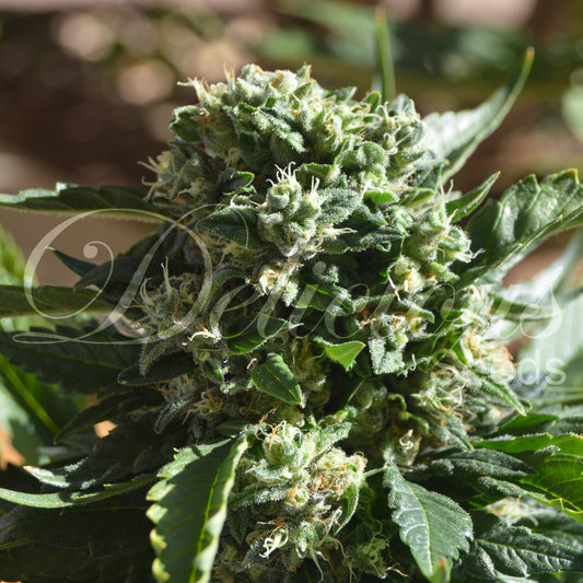 IL Diavolo Auto x3 - Delicious Seeds
