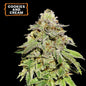 Cookies and Cream Auto x3- Seedstockers  HASTA AGOTAR STOCK