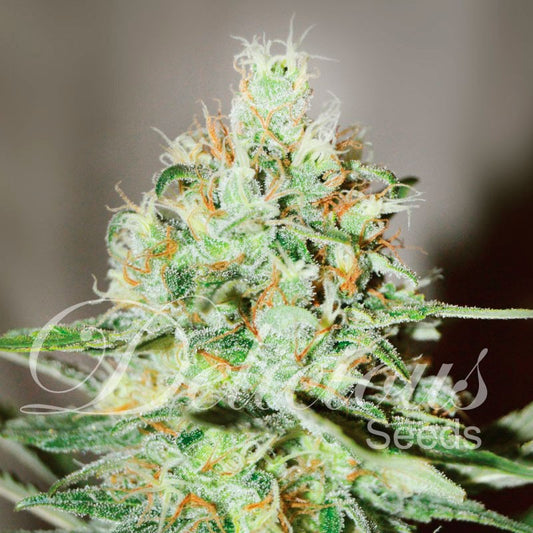 Jagg Kush Fem x3 - Delicious Seeds