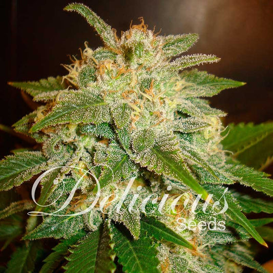 La Bella Afrodita x3 - Delicious Seeds