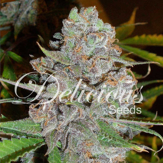 La Diva Auto  x3 - Delicious Seeds