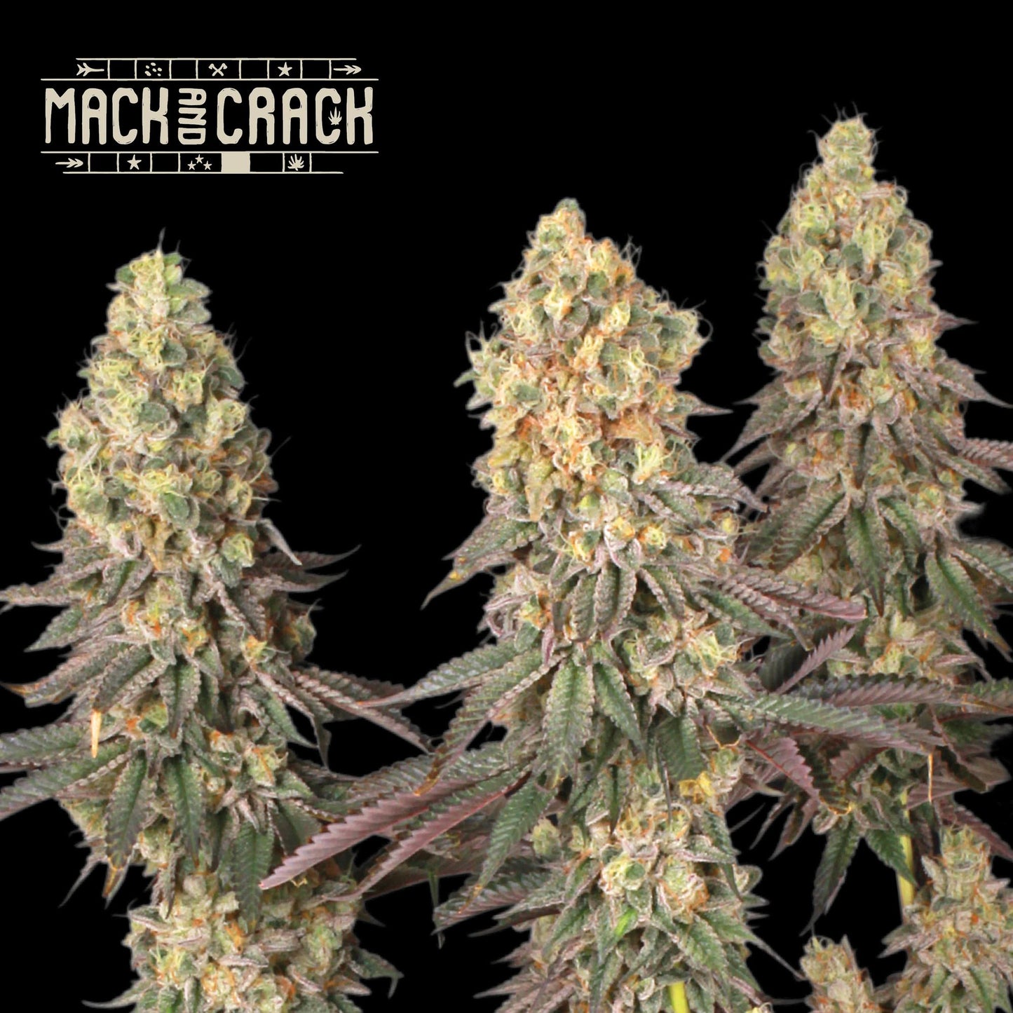 Mack & Crack Fem - Promo 3+2 Semillas- Seedstockers