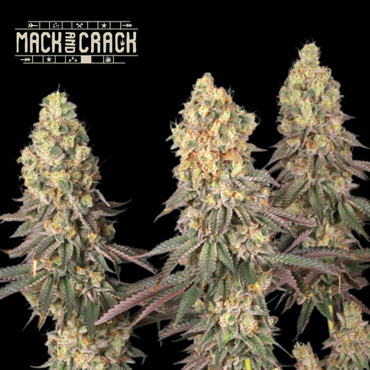 Mack & Crack Fem - Promo 3+2 Semillas- Seedstockers