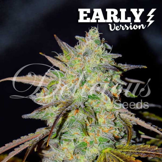 Marmalate Early Version x3 - Delicious Seeds