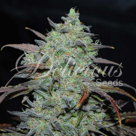 Marmalate Fem x100 - Delicious Seeds