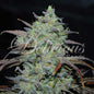 Marmalate Fem x100 - Delicious Seeds