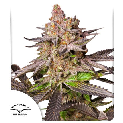 Melonade Runtz Fem x100 -Dutch Passion 2024