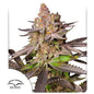 Melonade Runtz Fem x100 -Dutch Passion 2024