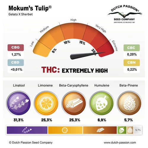Mokum’s Tulip  Fem x3