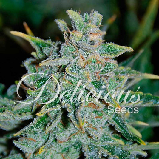 Northern Lights Blue Auto x3 - Delicious Seeds