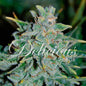 Northern Lights Blue Auto x3 - Delicious Seeds