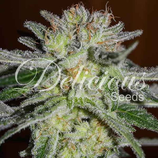 Northern Light Blue Fem x3 - Delicious Seeds
