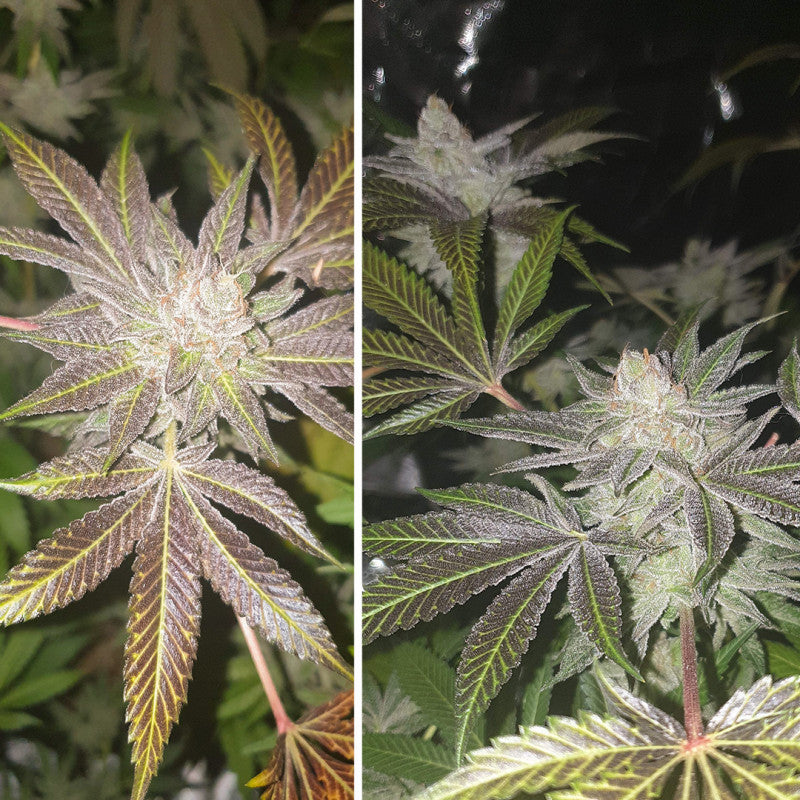 Orange Bud Fem x3 - Dutch Passion
