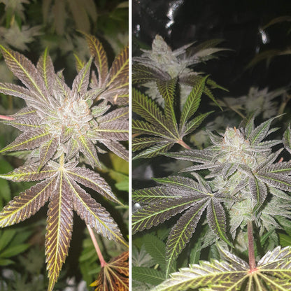 Orange Bud Fem x3 - Dutch Passion