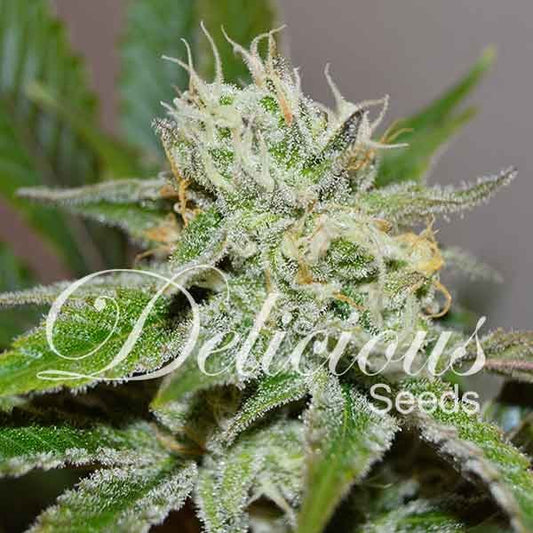 Original Juan Herer Fem x3 - Delicious Seeds