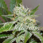 Original Juan Herer Fem x3 - Delicious Seeds