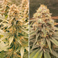 Power Plant Fem x3 - Dutch Passion