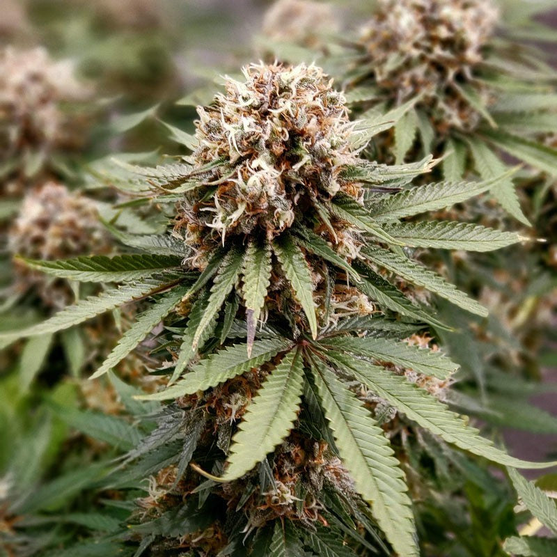 Power Plant Fem x3 - Dutch Passion