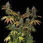 Sagrada Amnesia Fem - Promo 3+2 semillas - Seedstockers