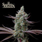 Sagrada Amnesia Fem - Promo 3+2 semillas - Seedstockers
