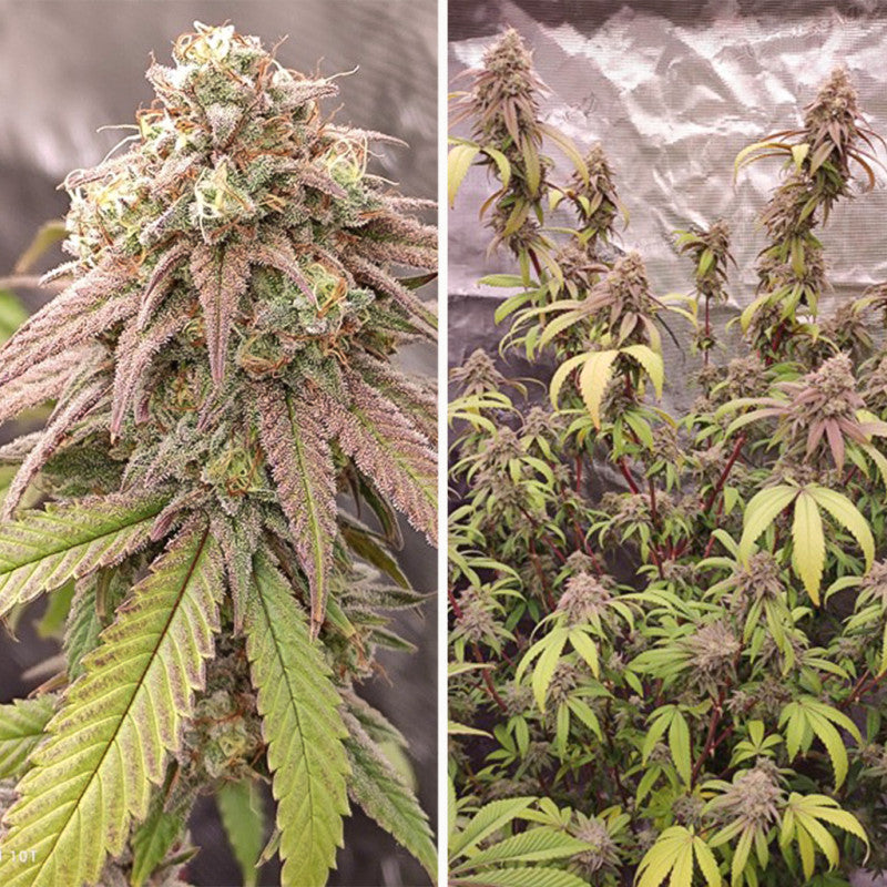 Skywalker Haze Fem x3 - Dutch Passion
