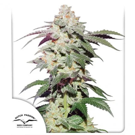Skywalker Haze Fem x25 - Dutch passion
