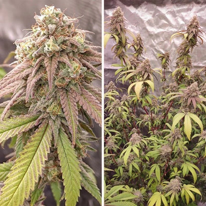 Critical Orange Punch Fem x25 - Dutch Passion