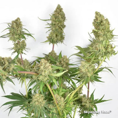Critical Orange Punch Fem x25 - Dutch Passion