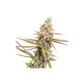 STRAWBERRY COOKIES FEM - SUPER SATIVA SEEDS