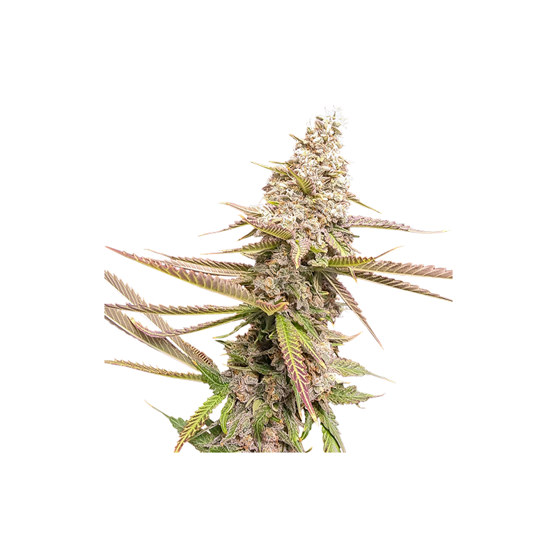 STRAWBERRY COOKIES FEM - SUPER SATIVA SEEDS