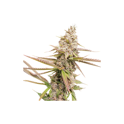 STRAWBERRY COOKIES FEM - SUPER SATIVA SEEDS