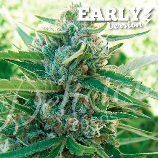 Sugar Black Rose Early Version x100 - Delicious Seeds