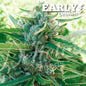 Sugar Black Rose Early Version x100 - Delicious Seeds