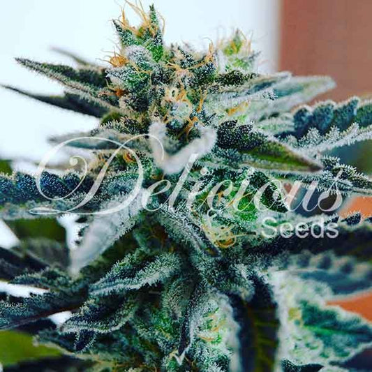 Sugar Black Rose Fem x100 - Delicious Seeds