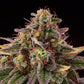 Tropical Zmoothie Fem - Promo 3+2 Semillas- Seedstockers