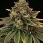 Tropical Zmoothie Fem - Promo 3+2 Semillas- Seedstockers