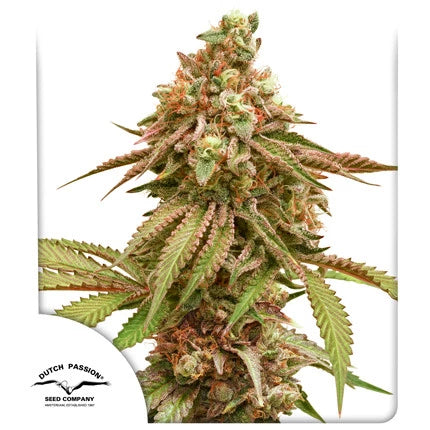 Tropical Tangie x100 -Dutch Passion