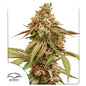 Tropical Tangie x100 -Dutch Passion