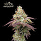 Tropical Zmoothie Fem - Promo 3+2 Semillas- Seedstockers