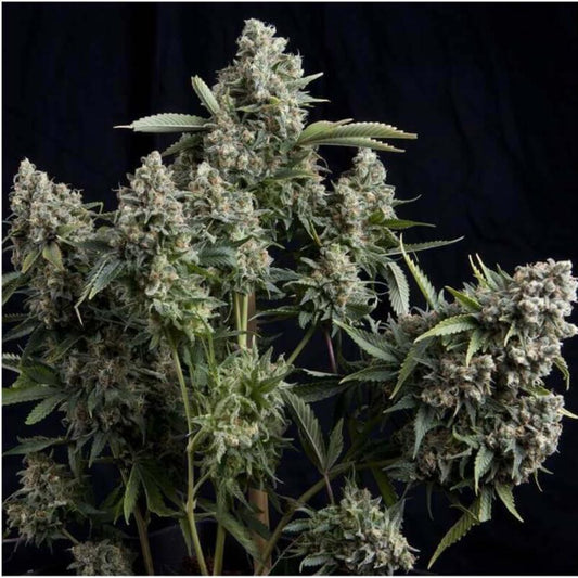 Tutankhamon Fem x100+40 - Pyramid Seeds