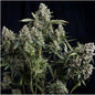 Tutankhamon Fem x100+40 - Pyramid Seeds