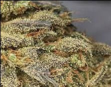amnesia autofloreciente