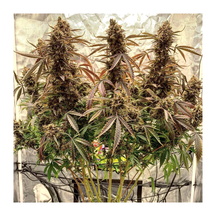 Auto Power Plant x 3  -Dutch Passion - 2x1