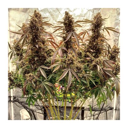 Auto Power Plant x 3  -Dutch Passion - 2x1