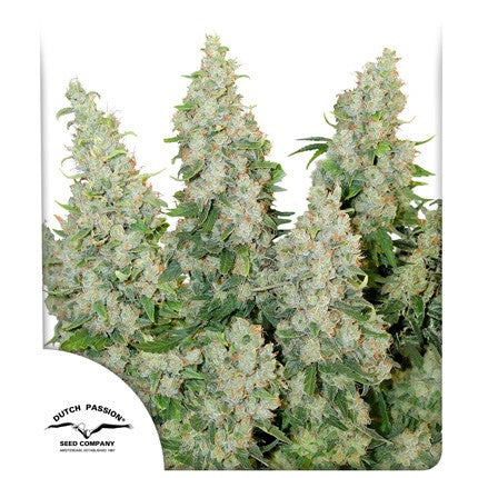 Auto Think Different x3 - Dutch Passion 2x1
