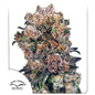 Blueberry Fem x3 - Dutch Passion